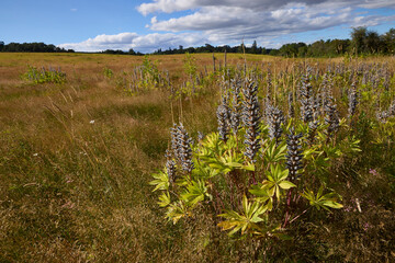 Obraz premium Blue-pod lupine in seed on the oak savannah.