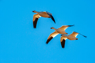 USA, New Mexico, Bosque Del Apache National Wildlife Refuge. Snow geese in flight.
