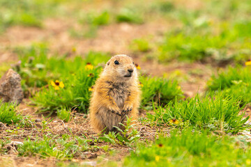 USA, Oklahoma, Wichita Mountains National Wildlife Refuge. Baby prairie dog close-up.