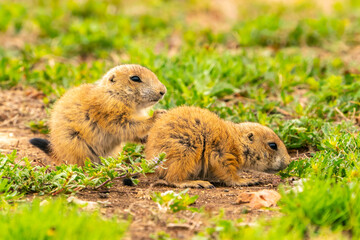 USA, Oklahoma, Wichita Mountains National Wildlife Refuge. Baby prairie dogs close-up.