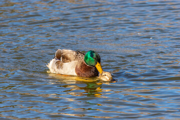 USA, New Mexico, Socorro County. Mallard drake and hen mating in water.