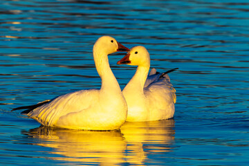 USA, New Mexico, Bosque Del Apache National Wildlife Refuge. Snow geese pair reflect in water.