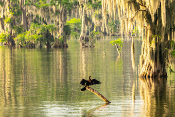 USA, Louisiana, Lake Martin. Anhinga bird on log and cypress trees in swamp.