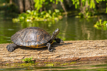 USA, Louisiana, Lake Martin. Red-eared turtle on log.