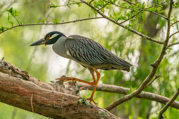 USA, Louisiana, Atchafalaya Basin, Atchafalaya Swamp. Yellow-crowned night heron in tree.