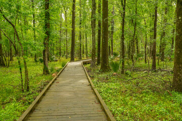 USA, Louisiana, Tensas National Wildlife Refuge. Forest boardwalk trail.