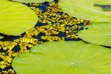 USA, Louisiana, Evangeline Parish. Water lily pad and duckweed.
