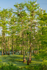 USA, Louisiana, Evangeline Parish. Swamp with egrets in cypress trees.