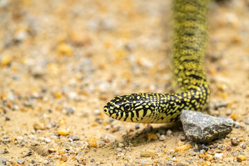 USA, Louisiana, Tensas National Wildlife Refuge. Speckled kingsnake close-up.