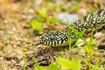 USA, Louisiana, Tensas National Wildlife Refuge. Speckled kingsnake close-up.