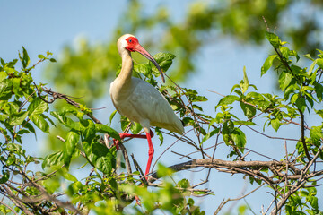 USA, Louisiana, Evangeline Parish. White ibis bird in breeding plumage.
