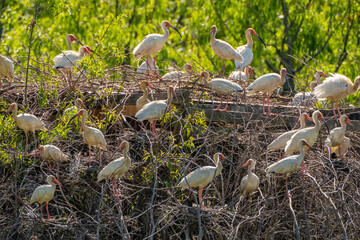 USA, Louisiana, Evangeline Parish. White ibis flock nesting on duck blind.