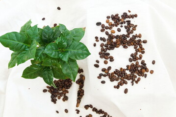 frischer Kaffee duftet neben Kaffeebohnen und Kaffeebaum