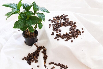 Kaffee, Kaffeebohnen und Kaffeepflanze - Textfreiraum