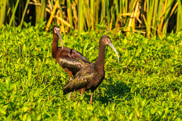 USA, Louisiana, Evangeline Parish. White-faced ibis birds in vegetation.