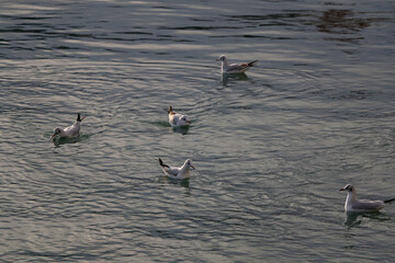 Flock of seagulls on the beach.