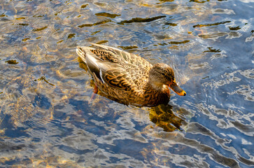 Wild Duck Floating on Clear Water