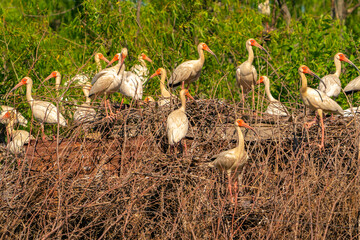 USA, Louisiana, Evangeline Parish. White ibis flock nesting on duck blind.