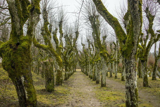 Tree-lined path in Katvari, Latvia. Bare trees with moss create a serene and peaceful scene.