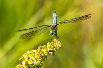 USA, Louisiana, Evangeline Parish. Close-up of dragonfly.
