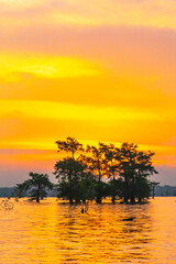 USA, Louisiana, Atchafalaya Basin, Atchafalaya Swamp. Cypress trees reflect on at sunrise.
