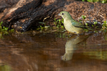 Female painted bunting bathing, Rio Grande Valley, Texas