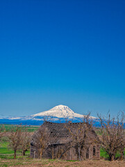 Old abandoned cabin and old trees with Mt. Adams.