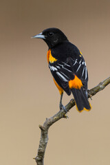 Northern oriole, Baltimore oriole, Rio Grande Valley, Texas