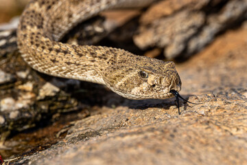 Western diamondback rattlesnake or Texas diamond-back, Rio Grande Valley, Texas