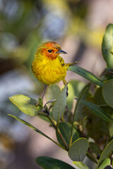 Male Mangrove warbler, yellow warbler, South Padre Island, Texas