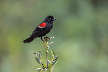 Male red-winged blackbird, South Padre Island, Texas