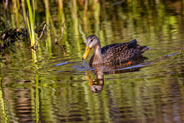 Female mallard and reflection, South Padre Island, Texas