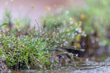 Raindrops on grass, Rio Grande Valley, Texas