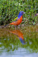 Painted bunting bathing, Rio Grande Valley, Texas