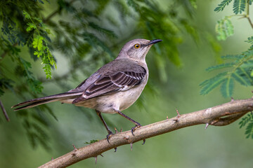 Northern mockingbird, Rio Grande Valley, Texas