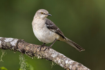 Northern mockingbird, Rio Grande Valley, Texas