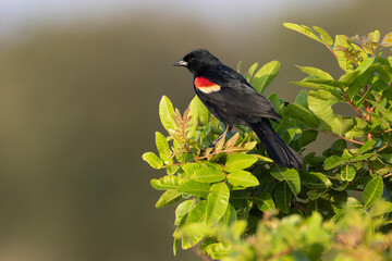 Male red-winged blackbird, South Padre Island, Texas