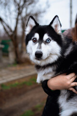Husky dog. The dog has different eyes. The dog is held in the arms. Portrait. The dog has fluffy fur. The photo is blurred and vertical