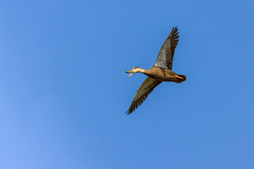 Female mallard duck in flight, South Padre Island, Texas