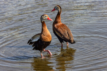 Black-bellied whistling ducks in courtship display, South Padre Island, Texas