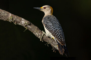 Golden-fronted woodpecker, Rio Grande Valley, Texas