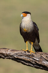 Crested caracara with full crop, Rio Grande Valley, Texas