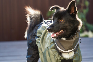 a dog in clothes on a walk