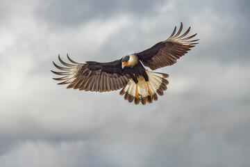 Crested caracara in flight, Rio Grande Valley, Texas