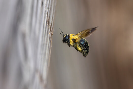 Carpenter bee in flight, hovering near wooden deck rail, North Carolina