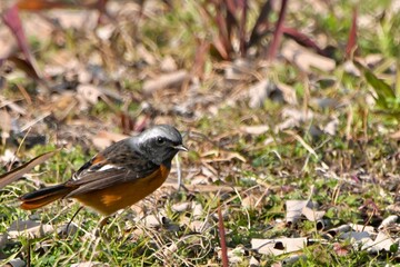ジョウビタキさん