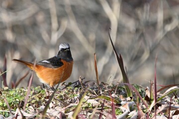 ジョウビタキさん
