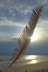 Bird feather against the sun on the stormy weather near the Black sea, Ukraine