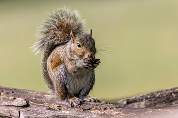 Eastern gray squirrel, Great Smoky Mountains National Park, North Carolina