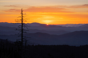 Single tree silhouetted at sunrise, Clingmans Dome area, Great Smoky Mountains National Park, North Carolina